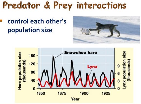 competitive exclusion principle